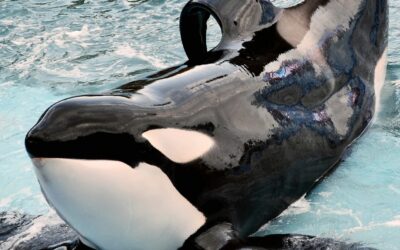 Addio a Kshamenk, l’orca più sola al mondo